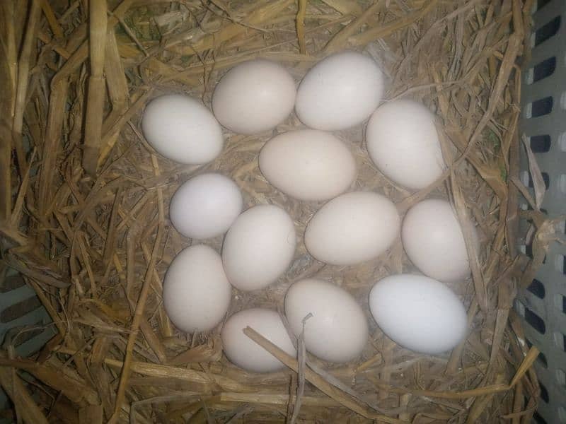 Pakistani Aseel Eggs For Sale 1