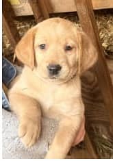 pure labrador male puppy available(cash on delivery)