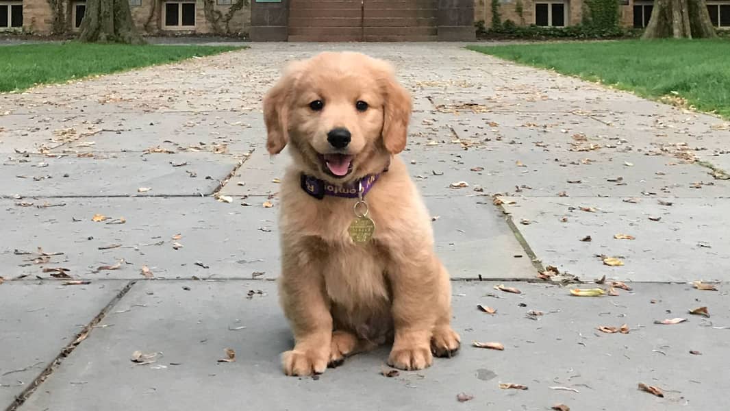 pure labrador male puppy available(cash on delivery) 1