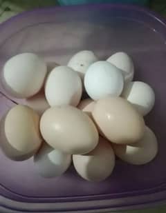 aseel eggs