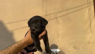 black labrador for sale