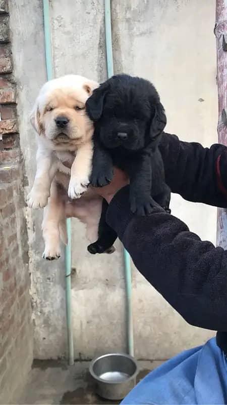 black labrador for sale 2