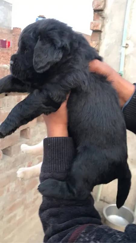 black labrador for sale 4