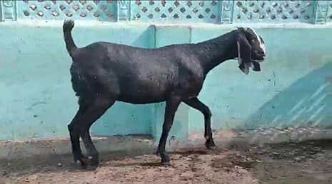 Gabban Bakri / Bachon wali Bakri for sale 0