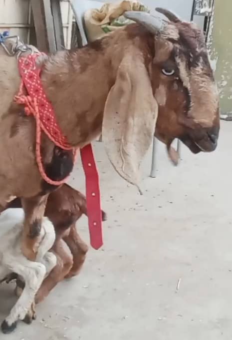 Gabban Bakri / Bachon wali Bakri for sale 1