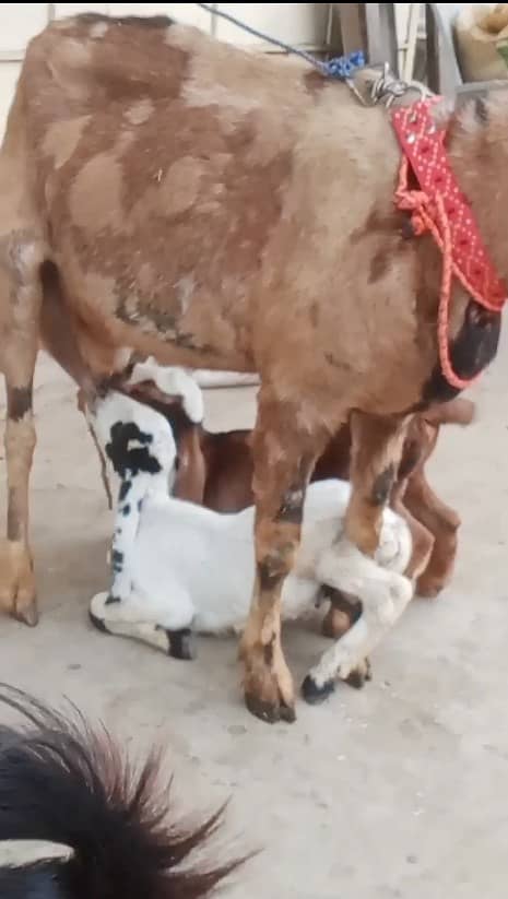 Gabban Bakri / Bachon wali Bakri for sale 2