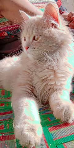 Persian Cat