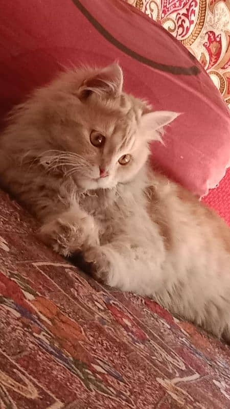 Persian Cat 1