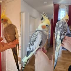 cockatiel pearl into pied (tamed)