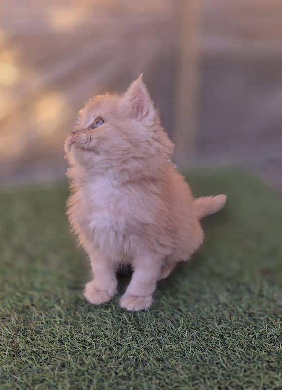 Fawn Persian Triple coat Kitten 1