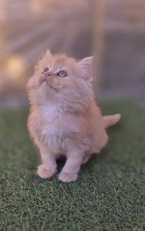 Fawn Persian Triple coat Kitten 2