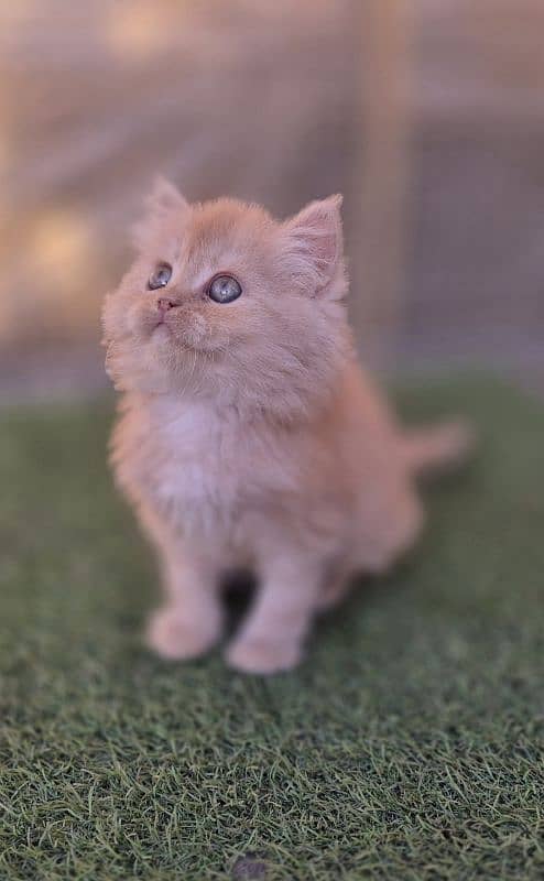 Fawn Persian Triple coat Kitten 3