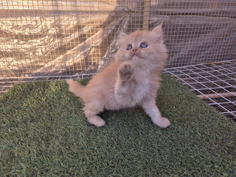 Fawn Persian Triple coat Kitten 4