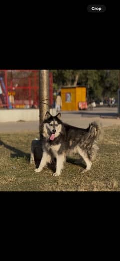 siberian husky