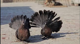 American Fantail Pair