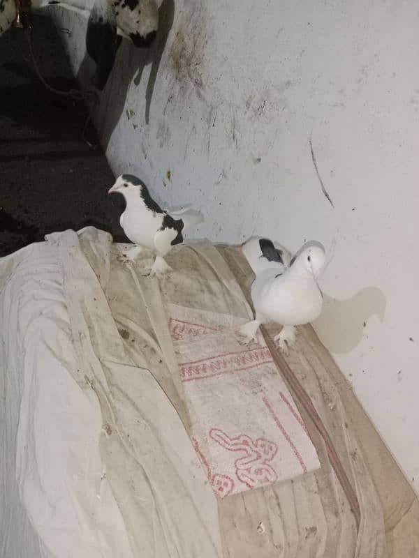 fancy pigeon full active what's app number 03174954168 2