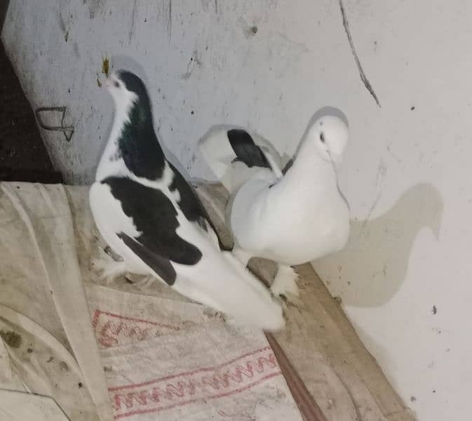 fancy pigeon full active what's app number 03174954168 5