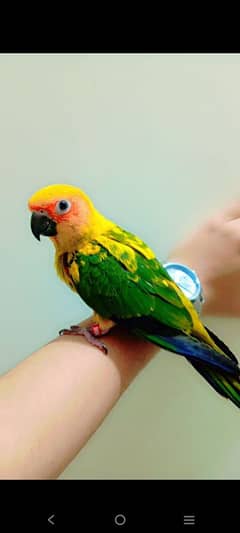 Sunconure