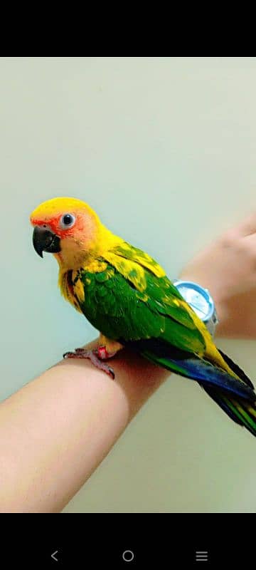 Sunconure chicks available 0