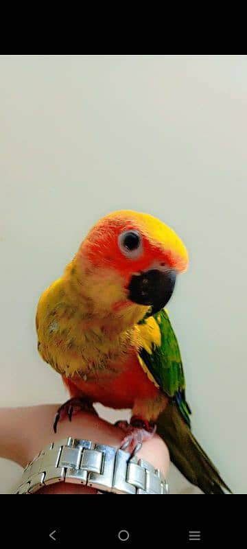 Sunconure chicks available 1