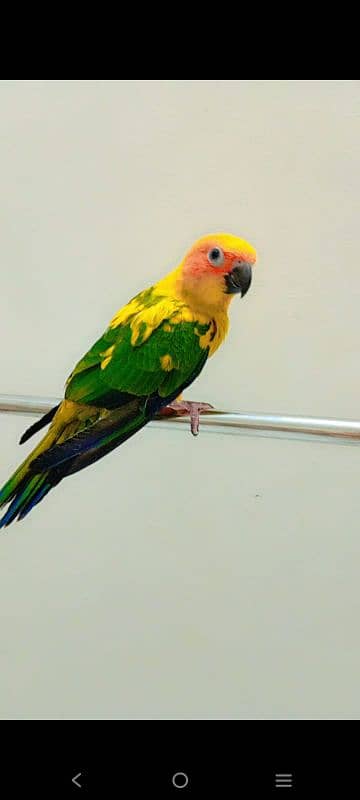 Sunconure chicks available 3