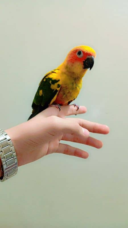 Sunconure chicks available 7