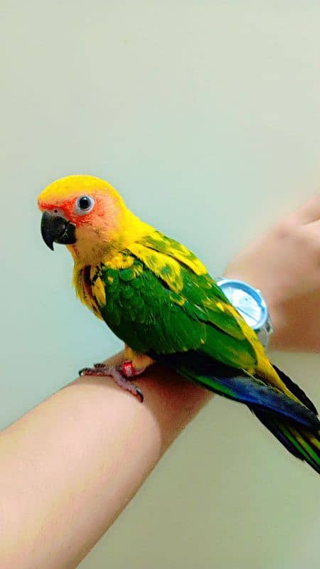 Sunconure chicks available 9