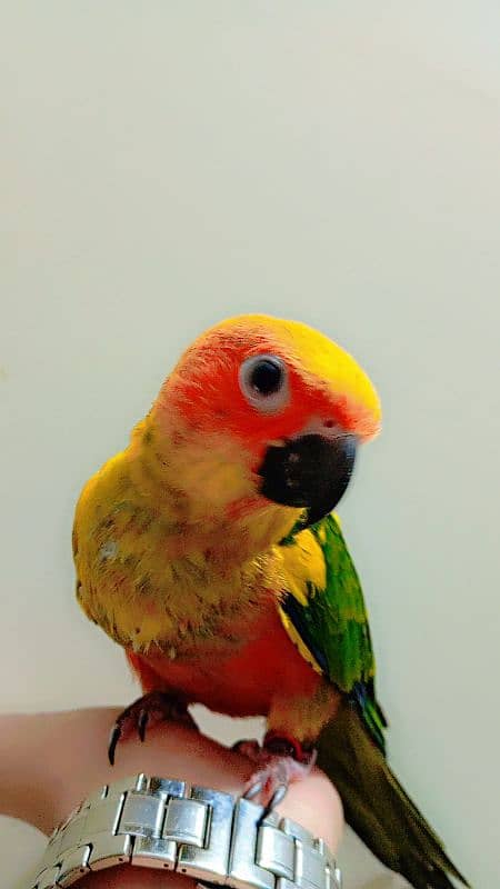 Sunconure chicks available 10