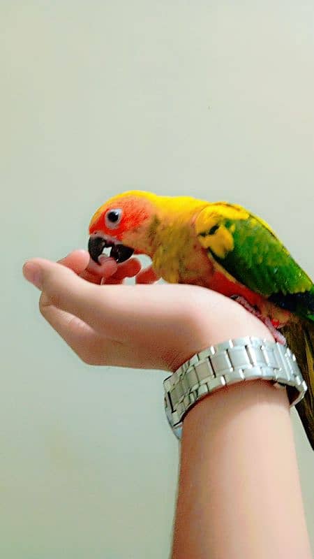 Sunconure chicks available 11