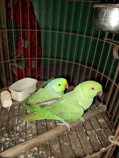 breeder pair