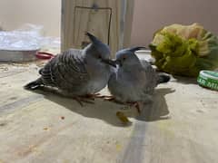 Crusted Dove Chicks Available