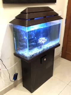 Fish Aquarium