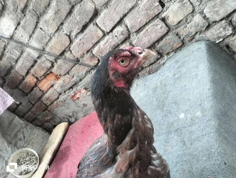 aseel female for sale 4