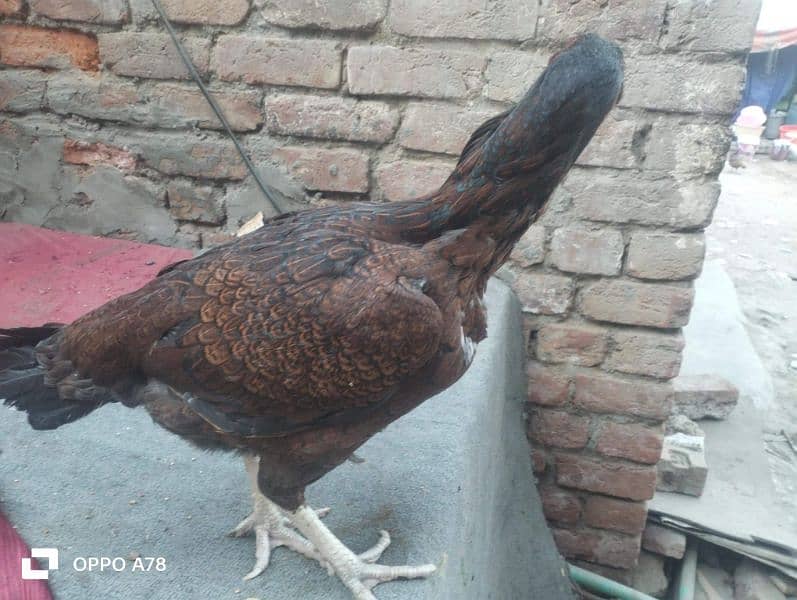 aseel female for sale 5