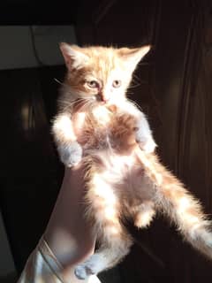 Orange Persian male kitten(urgent sale)