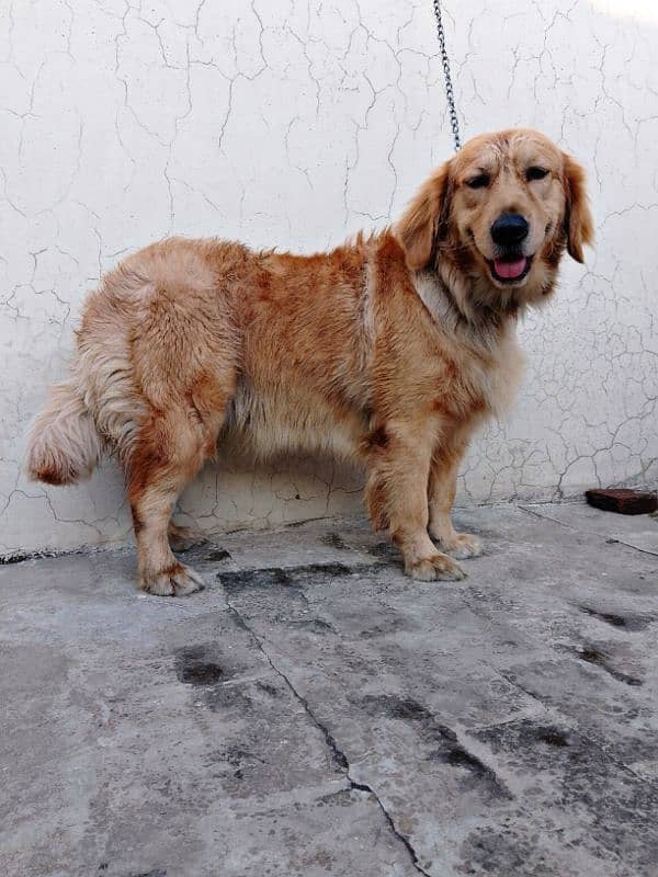 Golden Retriever female 0