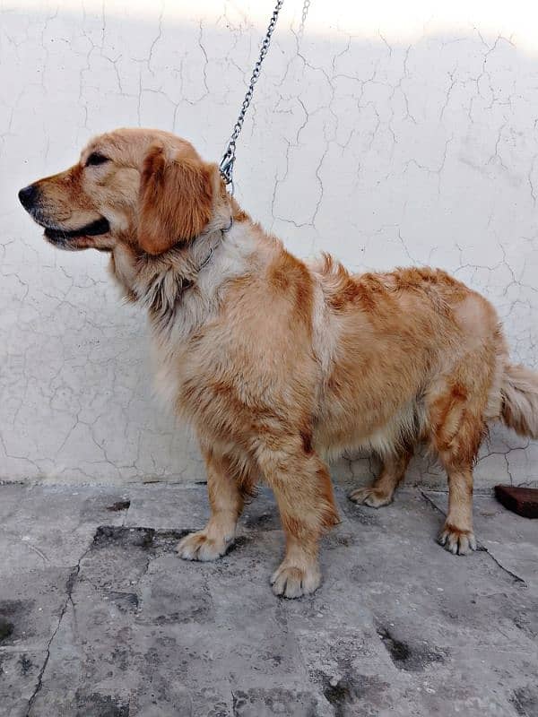 Golden Retriever female 1