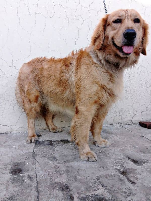 Golden Retriever female 2