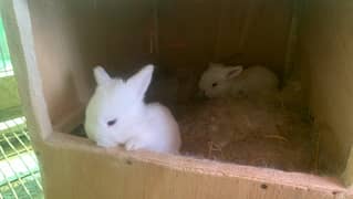 Holland Lop bunnies white blue eyes