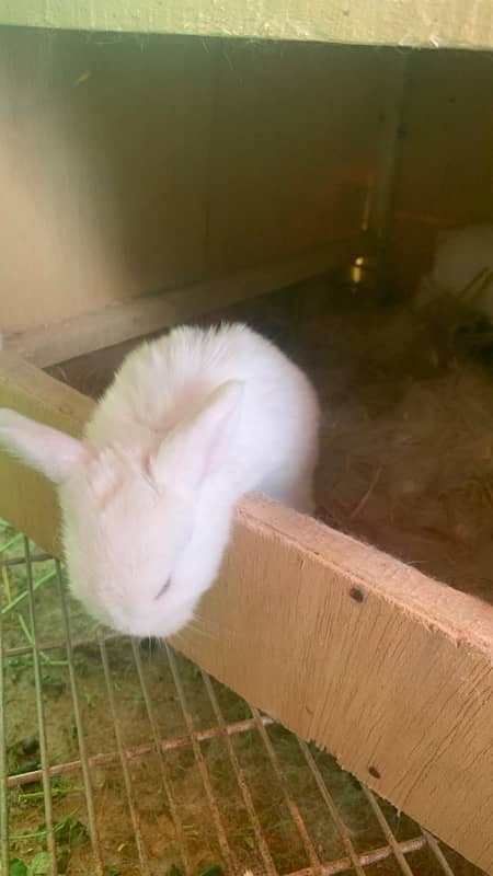 Holland Lop bunnies white blue eyes 1