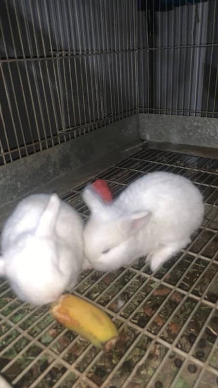 Holland Lop bunnies white blue eyes 2