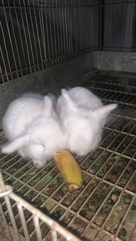 Holland Lop bunnies white blue eyes 3