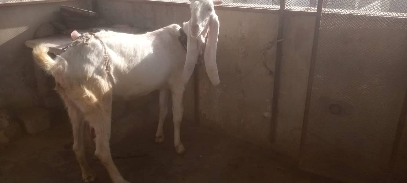 Gulabi female with kids 3