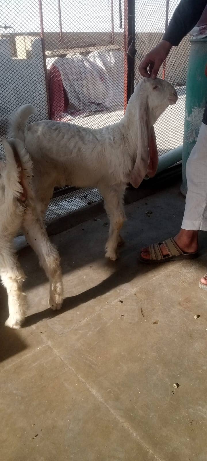 Gulabi female with kids 12