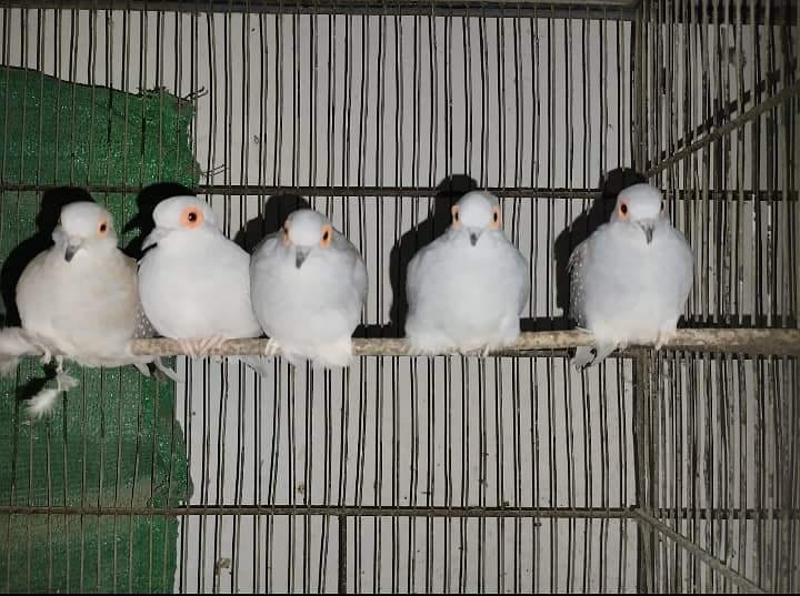 4 Dove males & 2 females 0