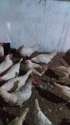 layer hens for sale