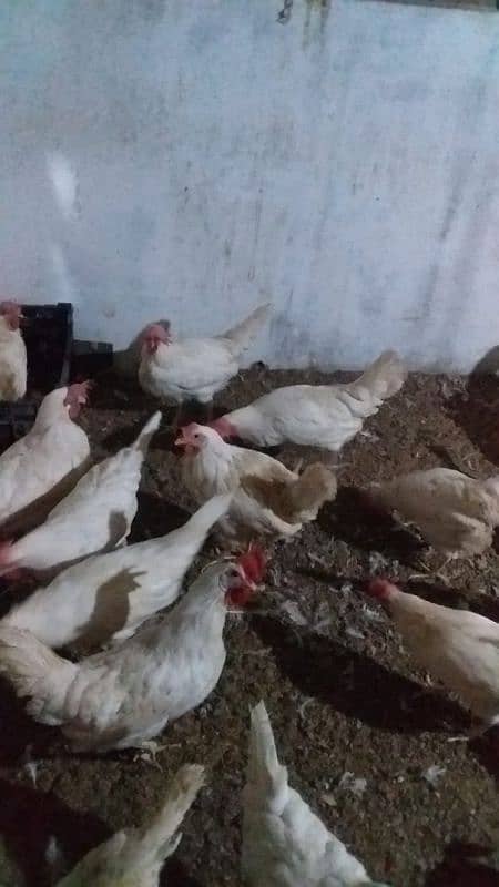 layer hens for sale 0