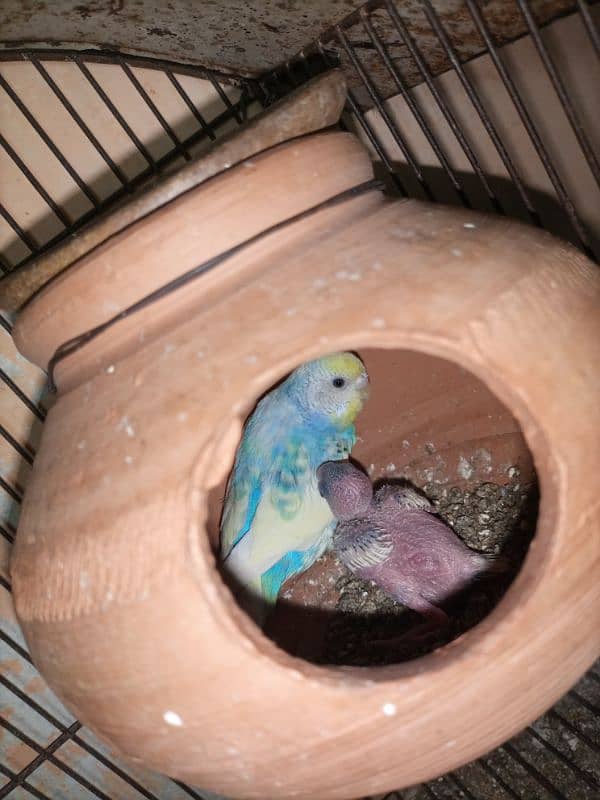 bujri parrots 0