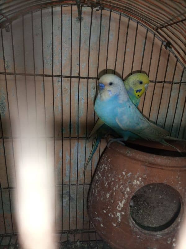 bujri parrots 3