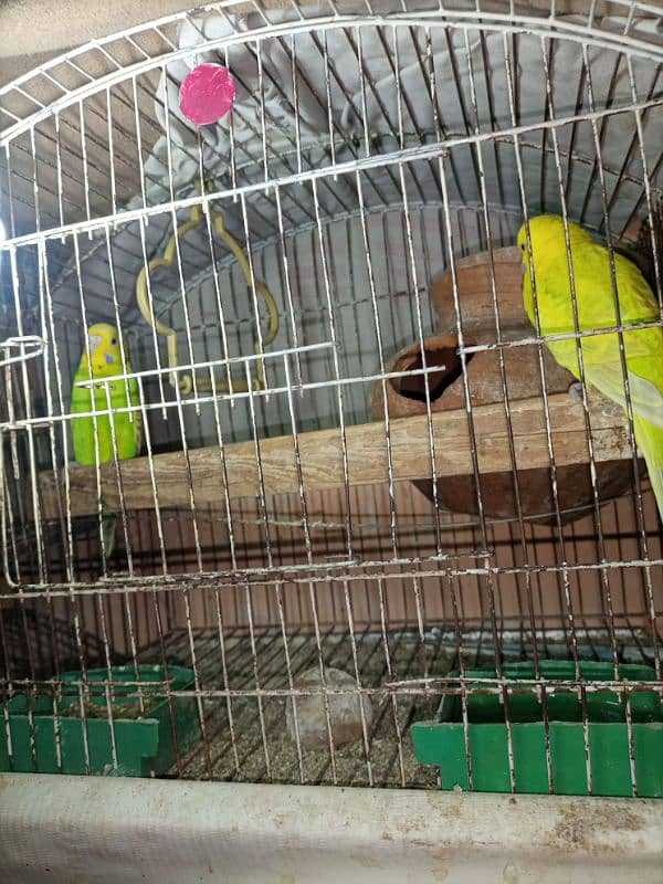 bujri parrots 6